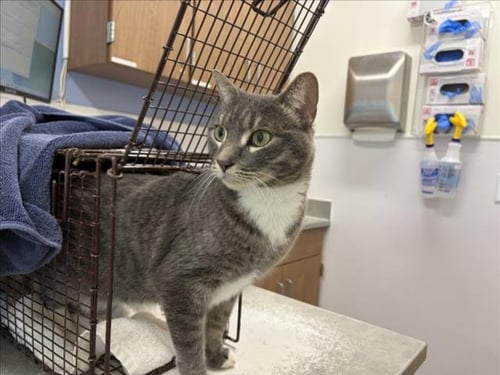 DUSTY - Domestic Short Hair available for adoption