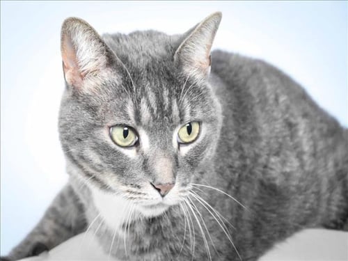 DUSTY - Domestic Short Hair available for adoption