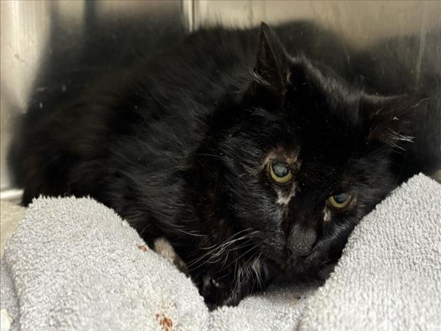 ZEB - Domestic Medium Hair available for adoption