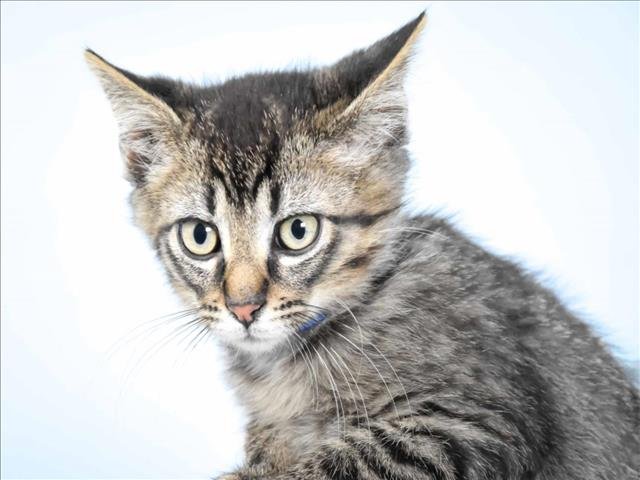 PATRICK - Domestic Short Hair available for adoption