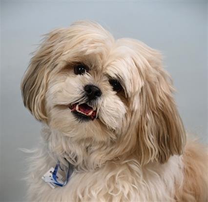 PONCHO - Shih Tzu available for adoption