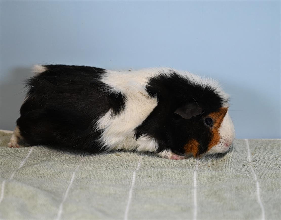 ROSEMARY - Guinea Pig available for adoption