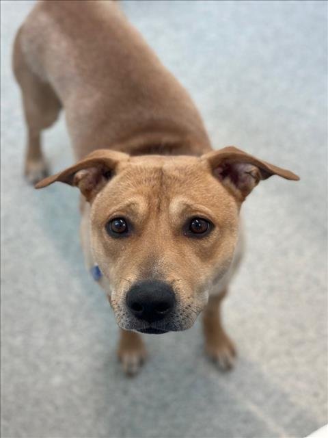 FUNNEL CAKE - German Shepherd Dog / Chinese Shar-Pei for adoption in Fort Collins