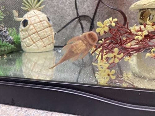 SWIM SHADY - Fish available for adoption