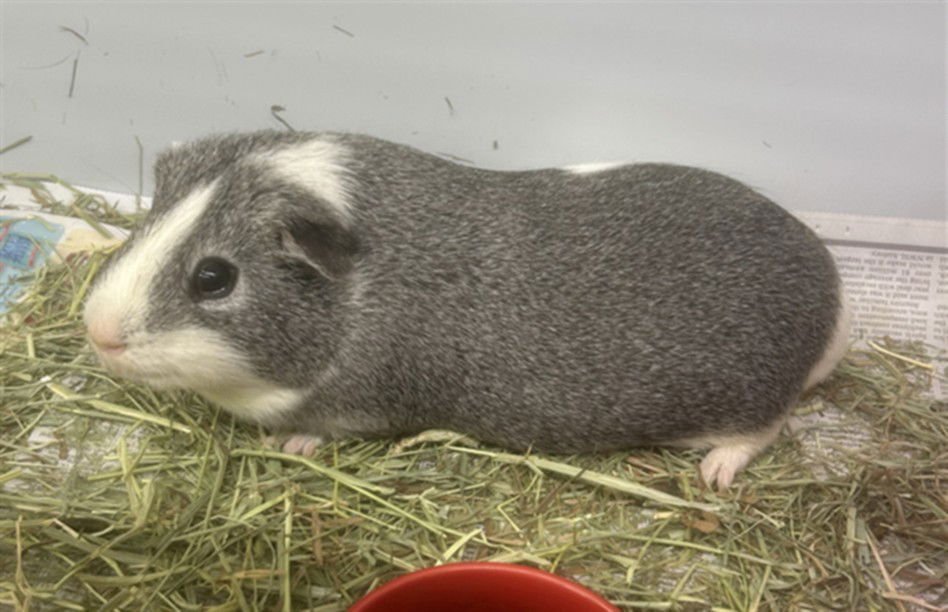 TOM - Guinea Pig available for adoption