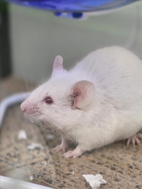 COCONUT - Mouse available for adoption