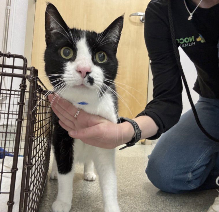 VLADE - Domestic Short Hair available for adoption