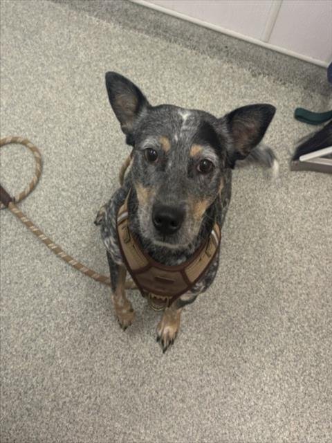 PIGOSA - Australian Cattle Dog/Blue Heeler available for adoption