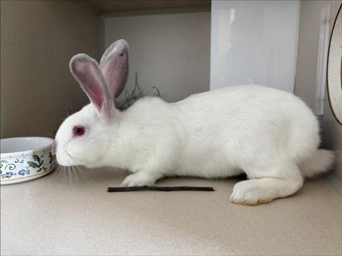 DONUT - Shorthaired Rabbit available for adoption
