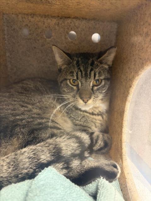 TEMPURA - Domestic Short Hair available for adoption