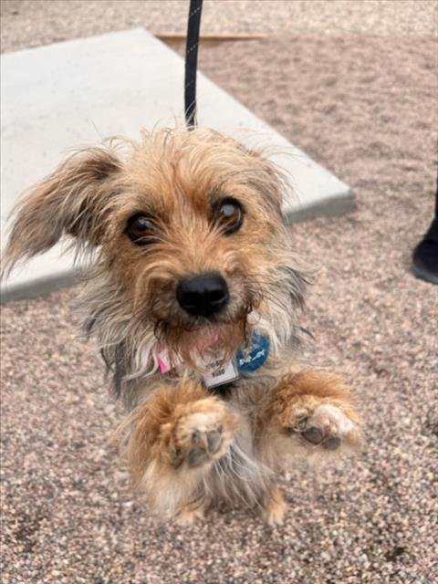 ESME - Yorkshire Terrier Yorkie available for adoption