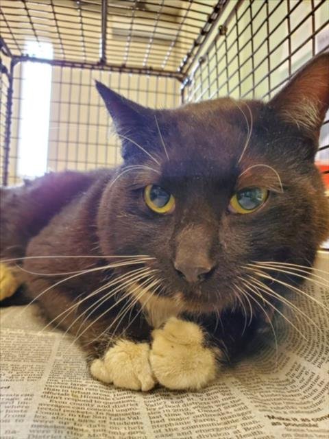 FRED - Domestic Short Hair available for adoption