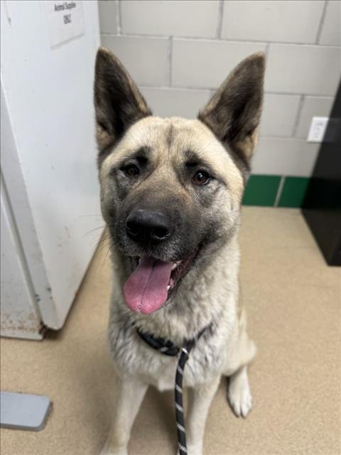 THORN - Akita available for adoption