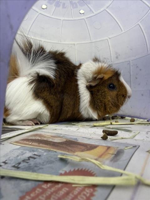 MAPLE - Guinea Pig available for adoption