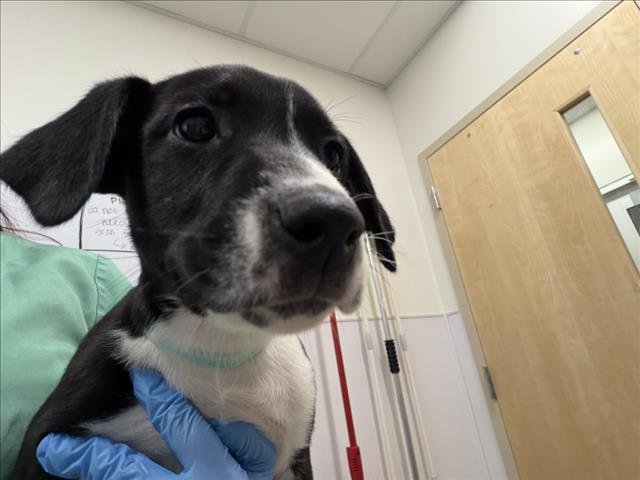 DOLLY - German Shorthaired Pointer available for adoption