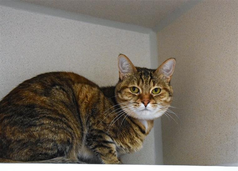 SKYE - Domestic Short Hair available for adoption