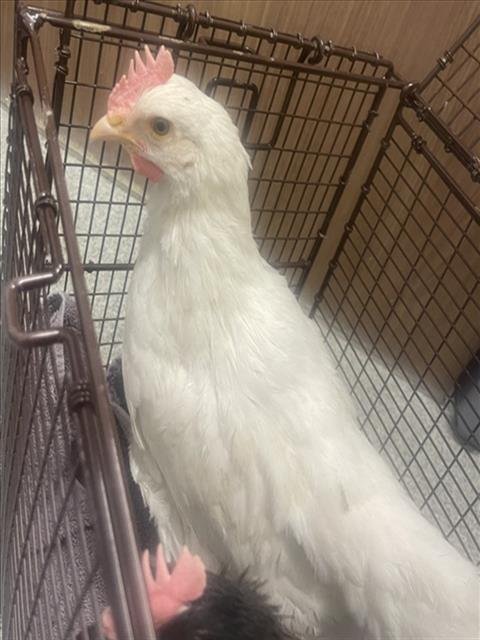 PEEP Image