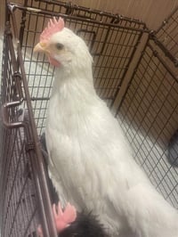 PEEP - Photo 1
