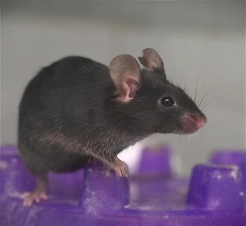 CAMEMBERT - Mouse available for adoption