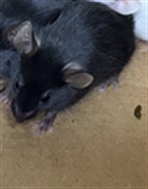 CAMEMBERT - Mouse available for adoption