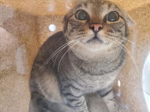 PUMPERNICKEL - Domestic Short Hair available for adoption