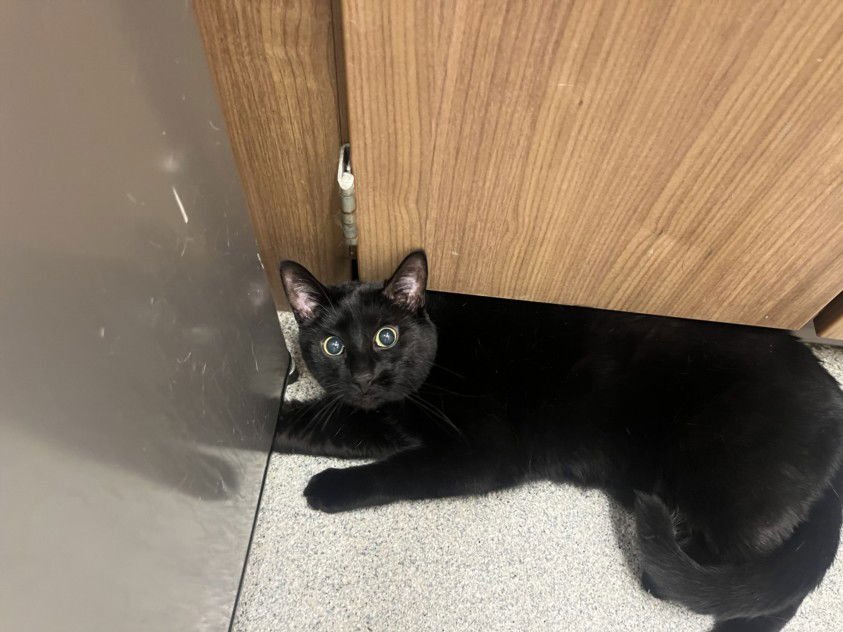 ANIBUS - Domestic Short Hair available for adoption