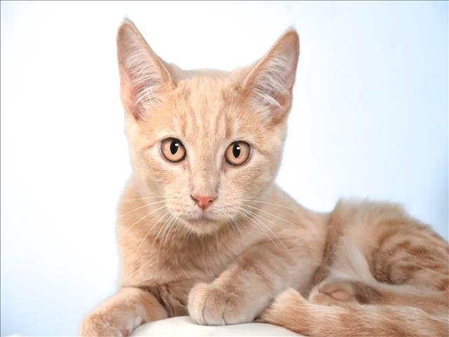 OAT MILK Image