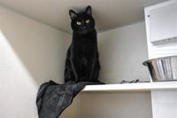 CINDER - Photo 1