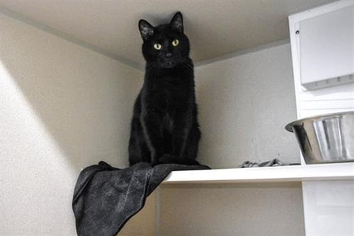 CINDER - Domestic Short Hair available for adoption