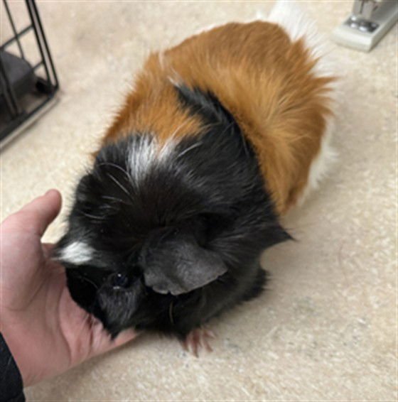 YANG - Guinea Pig available for adoption