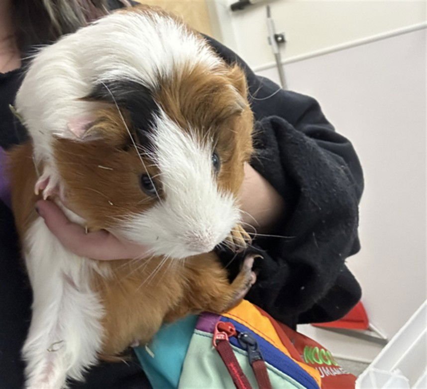 CHESTER - Guinea Pig available for adoption