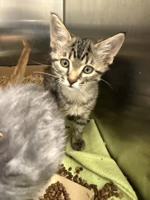BATMAN - Domestic Short Hair available for adoption