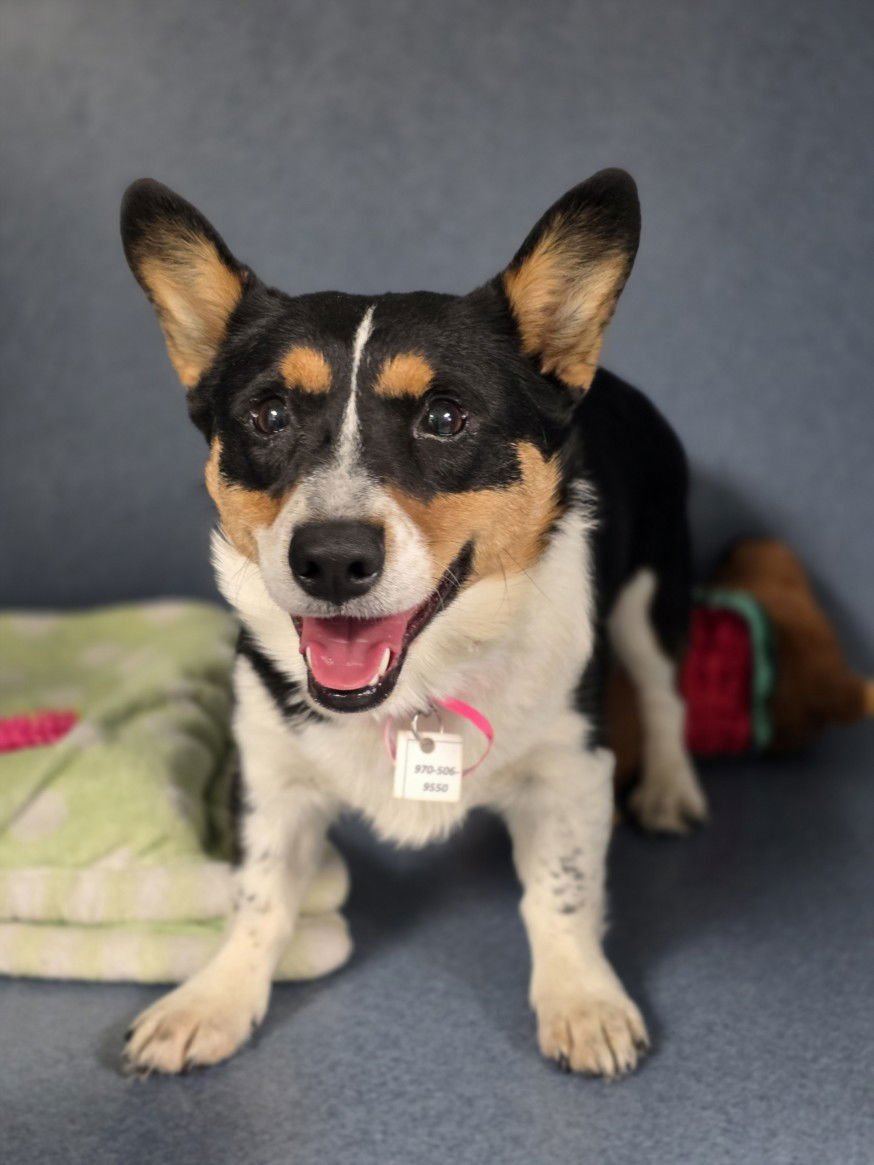 AMBER - Pembroke Welsh Corgi available for adoption