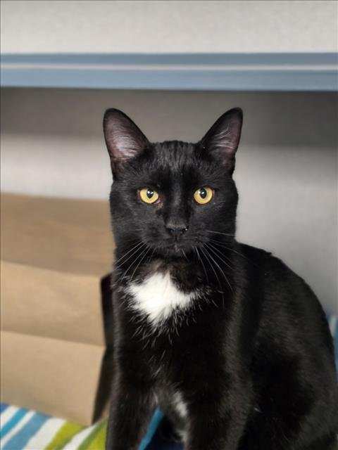 GEORGE - Domestic Short Hair available for adoption