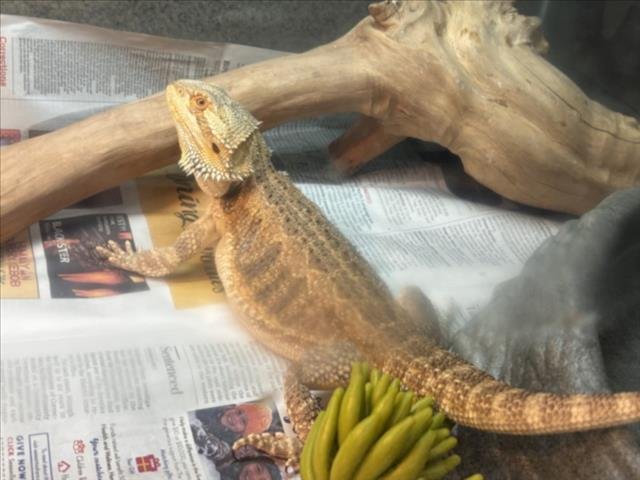 BEAN - Lizard available for adoption