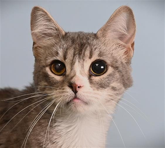 SUSHI Image