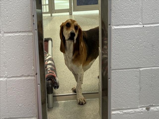 GINGER - Beagle / Basset Hound available for adoption