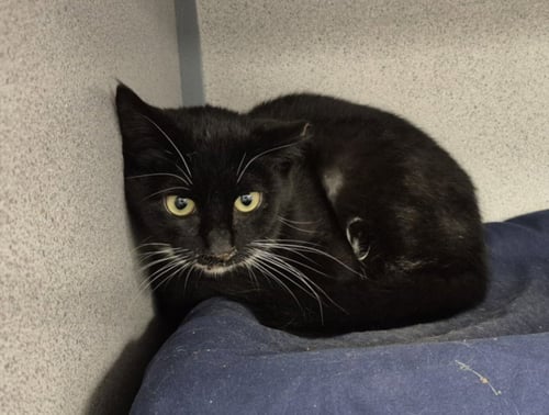 WASABI - Domestic Short Hair available for adoption