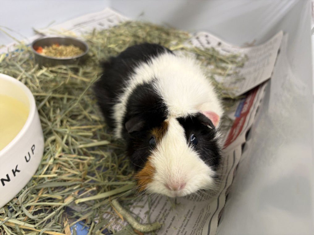ROSEMARY - Guinea Pig available for adoption
