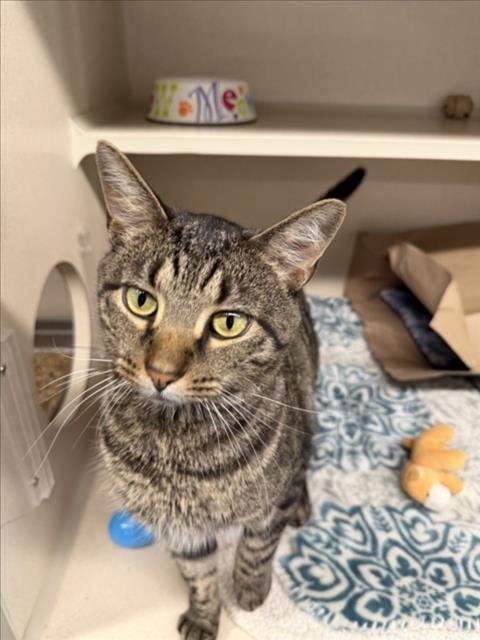 MONTEZ - Domestic Short Hair available for adoption