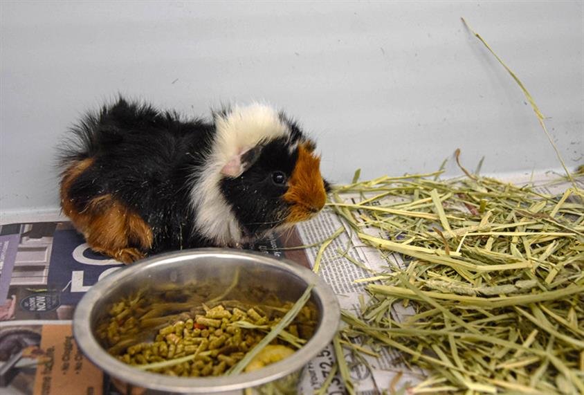 OTIS - Guinea Pig available for adoption