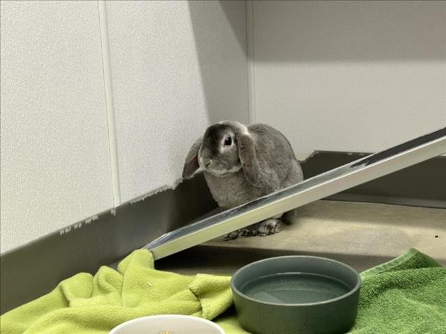 BUCK - Shorthaired Rabbit / Chinchilla available for adoption