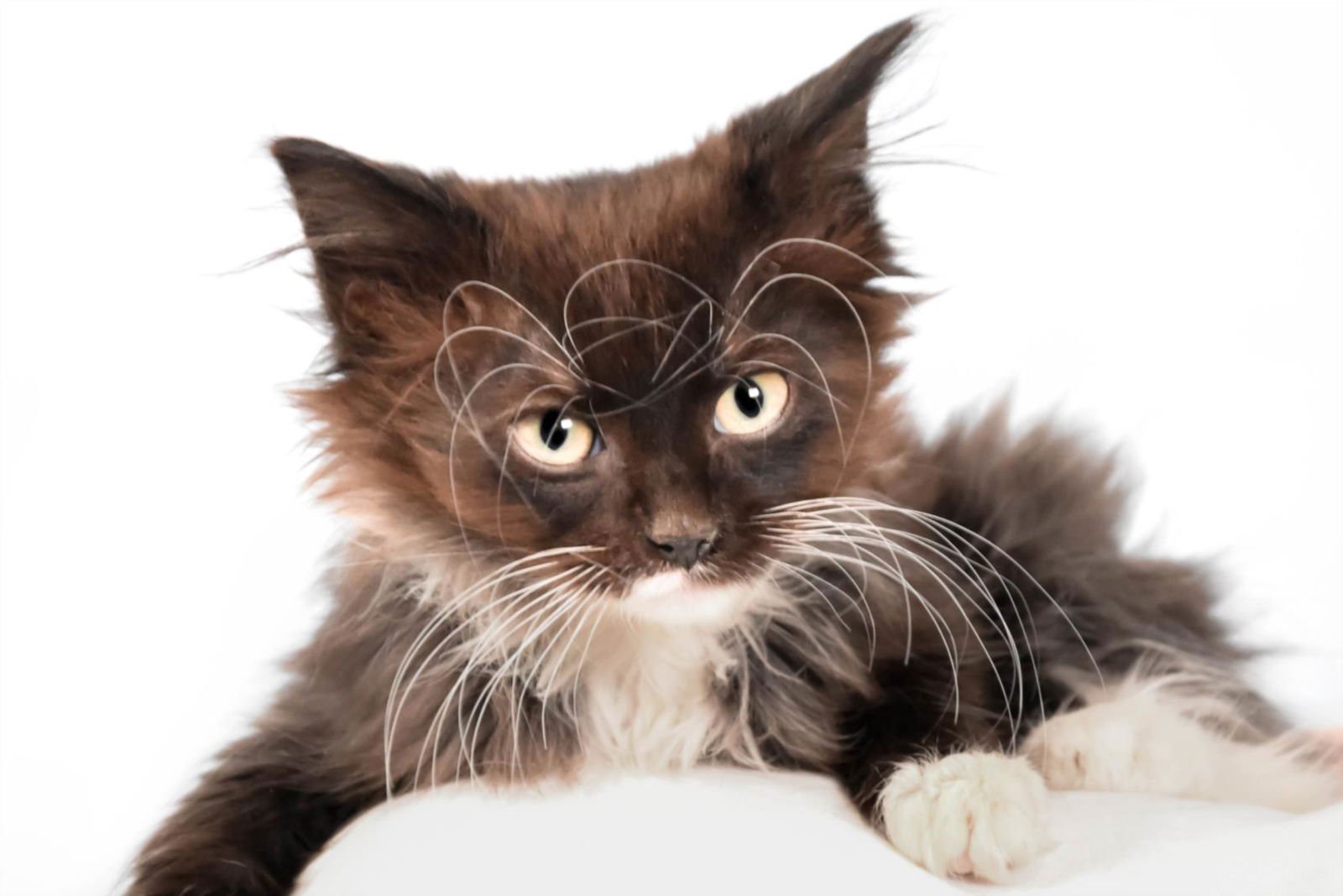 SIERRA - Domestic Medium Hair available for adoption