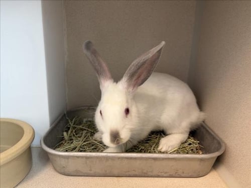 DUSTY SAGE - Shorthaired Rabbit available for adoption