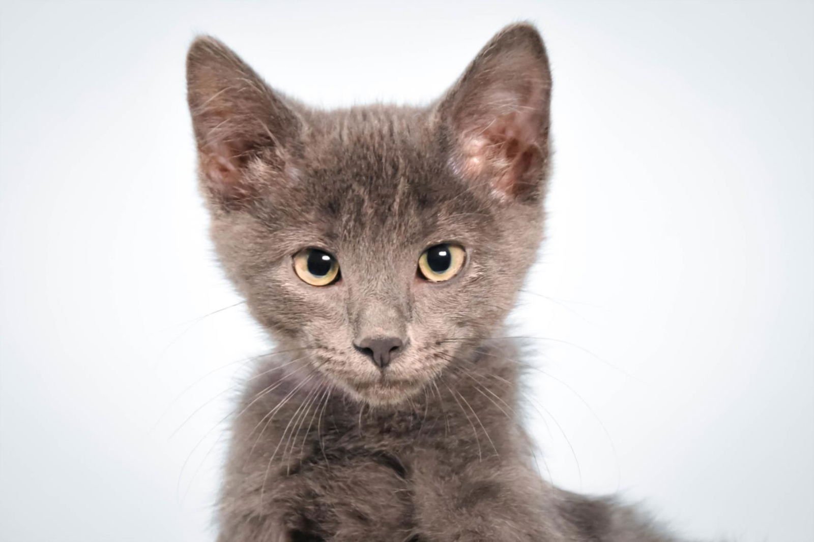 GARLIC - Domestic Medium Hair available for adoption