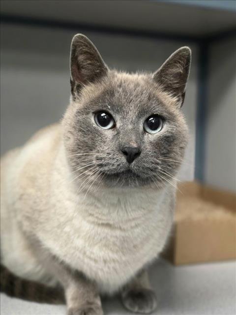 YO GABBA GABBA - Siamese available for adoption