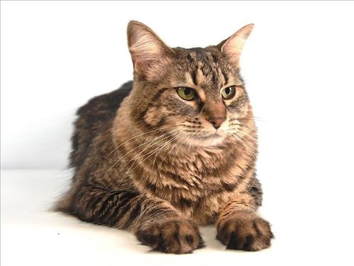 OSCAR - Domestic Medium Hair available for adoption