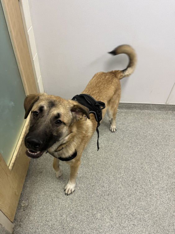 CASH - German Shepherd Dog / Mastiff available for adoption