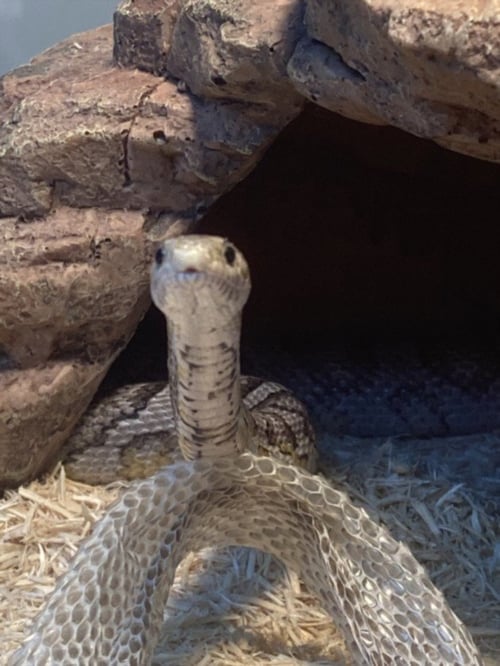 HOUDINI - Corn/Rat Snake available for adoption