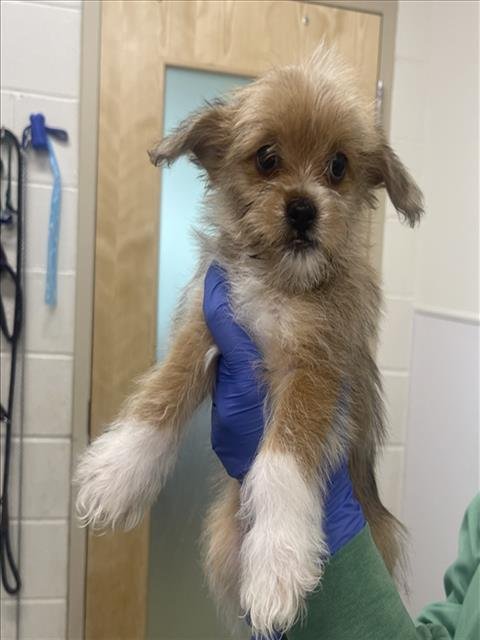 DYLAN - Cairn Terrier / Jack Russell Terrier (Parson Russell Terrier) available for adoption